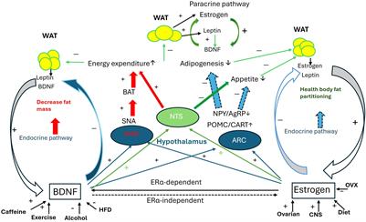 The interaction of BDNF with estrogen in the development of hypertension and obesity, particularly during menopause
